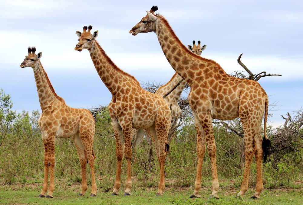 Hluhluwe Game Reserve